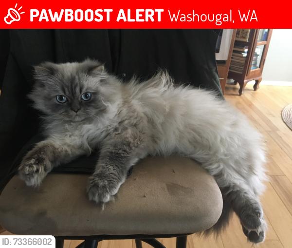 Lost Male Cat last seen washougal river road, Washougal, WA 98671