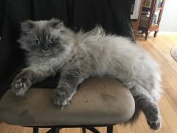 Lost Male Cat last seen washougal river road, Washougal, WA 98671