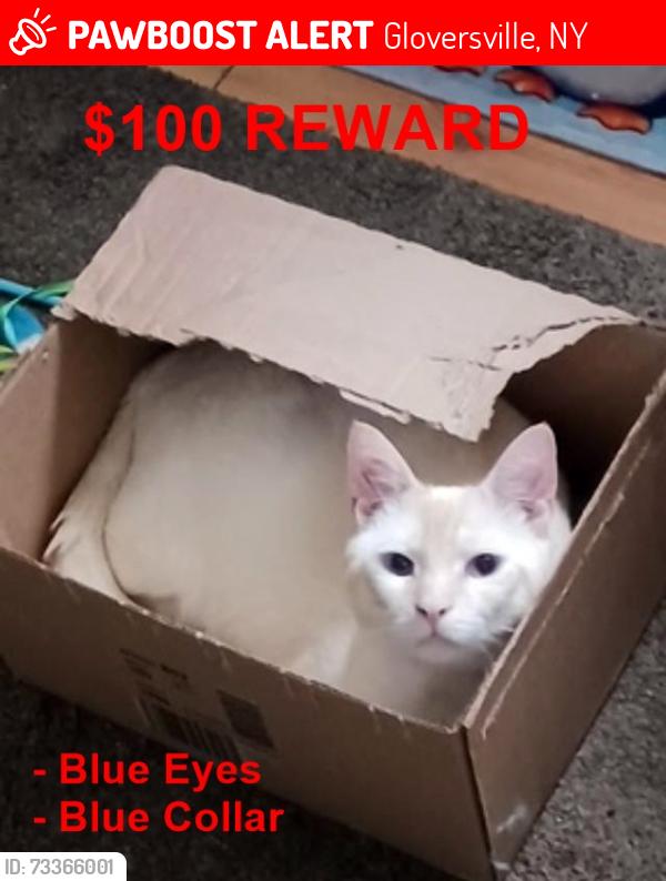 Lost Male Cat last seen North Blvd and Kingsborough Avenue, Gloversville, Gloversville, NY 12078