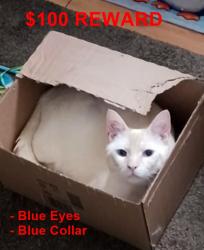 Lost Male Cat last seen North Blvd and Kingsborough Avenue, Gloversville, Gloversville, NY 12078