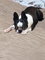 Lost Female Dog last seen Raptor roost Road , pflugerville, TX, Pflugerville, TX 78660