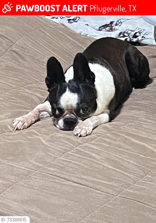 Lost Female Dog last seen Raptor roost Road , pflugerville, TX, Pflugerville, TX 78660