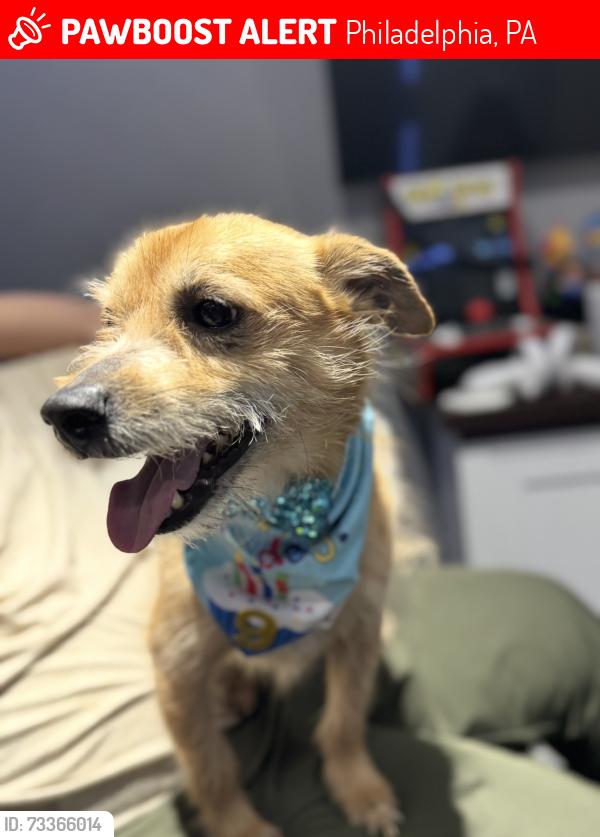 Lost Male Dog last seen Wissinoming park, Philadelphia, PA 19124