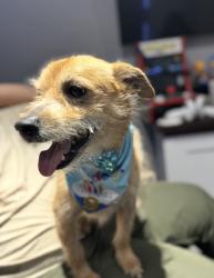 Lost Male Dog last seen Wissinoming park, Philadelphia, PA 19124