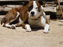 Lost Female Dog last seen Vernon Rd Cartwright Ok, Cartwright, OK 74731
