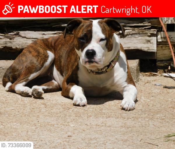 Lost Female Dog last seen Vernon Rd Cartwright Ok, Cartwright, OK 74731
