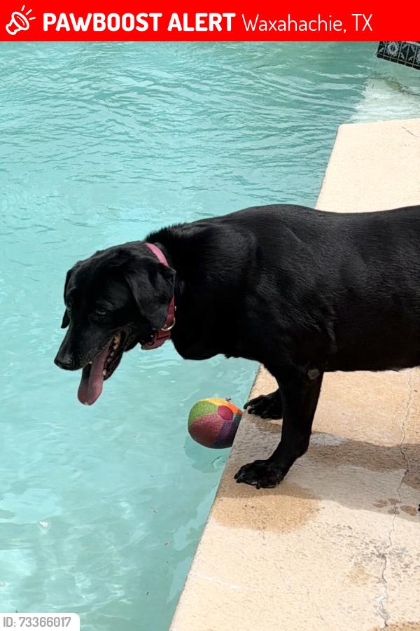 Lost Female Dog last seen Nelson university, Waxahachie, TX 75165