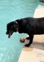 Lost Female Dog last seen Nelson university, Waxahachie, TX 75165