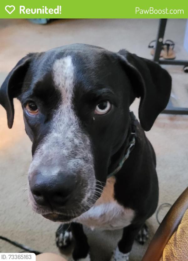 Reunited Female Dog last seen Peek Rd & Emily Park Ln, Texas 77450, USA, Fort Bend County, TX 77494