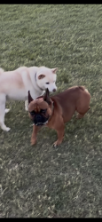 Found/Stray Male Dog last seen Jones/flamingo, Las Vegas, NV 89103