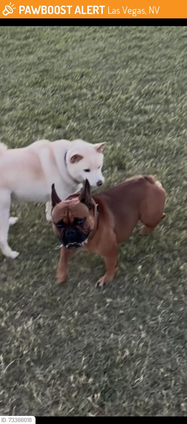 Found/Stray Male Dog last seen Jones/flamingo, Las Vegas, NV 89103