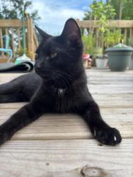 Found/Stray Male Cat last seen Bayshore and Arkansas, Oregon, OH 43605