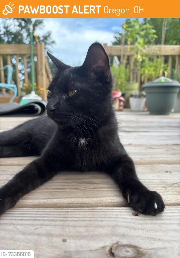 Found/Stray Male Cat last seen Bayshore and Arkansas, Oregon, OH 43605