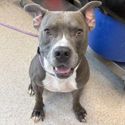 Shelter Stray Male Dog last seen Near W 151, NEW YORK, NY, 10031, 326 E 110th St, New York, NY 10029, USA
