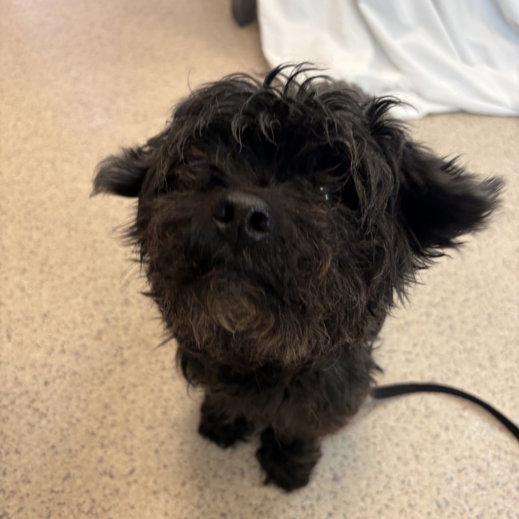 Shelter Stray Male Dog last seen Near eastchester rd bronx, BRONX, NY, 10461, 326 E 110th St, New York, NY 10029, USA