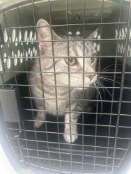 Shelter Stray Male Cat last seen Near Runaway Bay Drive, VIRGINIA BEACH, VA, 23452, 341 S Birdneck Rd, Virginia Beach, VA 23451, USA