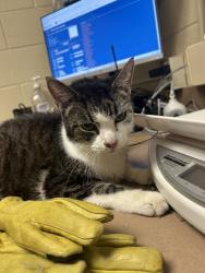 Shelter Stray Male Cat last seen Near Ocean Woods Court, VIRGINIA BEACH, VA, 341 S Birdneck Rd, Virginia Beach, VA 23451, USA
