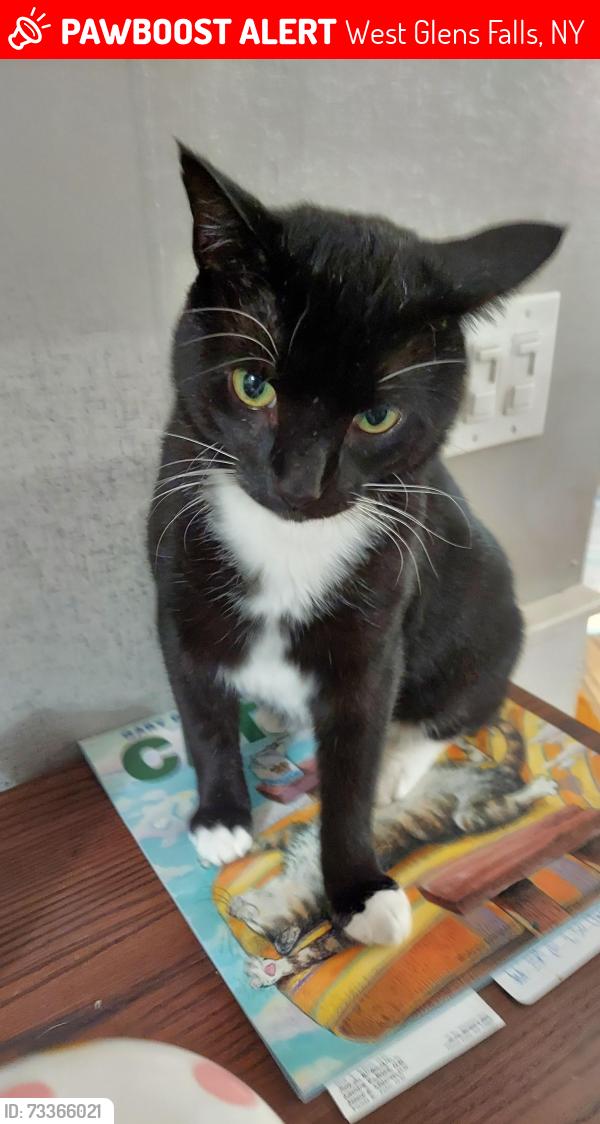 Lost Male Cat last seen Tomahawk road, West Glens Falls, NY 12804