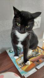 Lost Male Cat last seen Tomahawk road, West Glens Falls, NY 12804