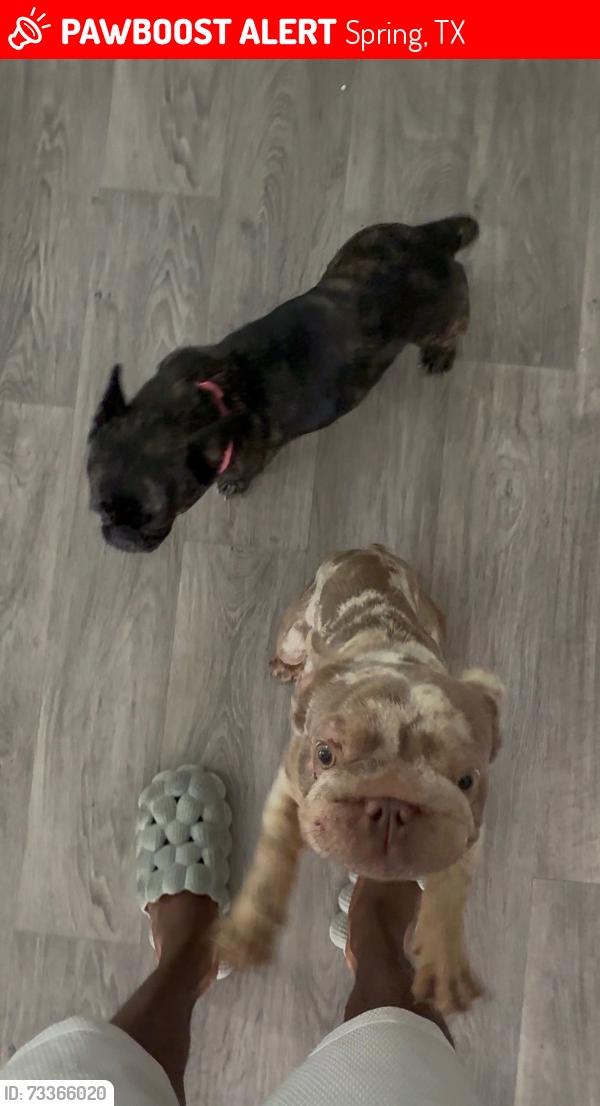 Lost Unknown Dog last seen Kentwood, Spring, TX 77373