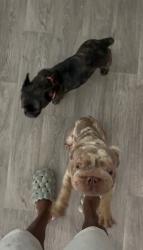 Lost Unknown Dog last seen Kentwood, Spring, TX 77373