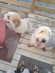 Found/Stray Male Dog last seen Fairview Road, Greenville County, SC 29680