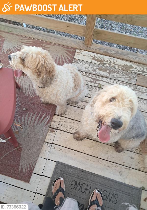 Found/Stray Male Dog last seen Fairview Road, Greenville County, SC 29680