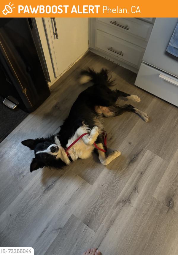 Found/Stray Male Dog last seen Del Rosa, Phelan, CA 92371