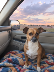 Lost Female Dog last seen Mississippi and Kalispell, Aurora, CO 80017