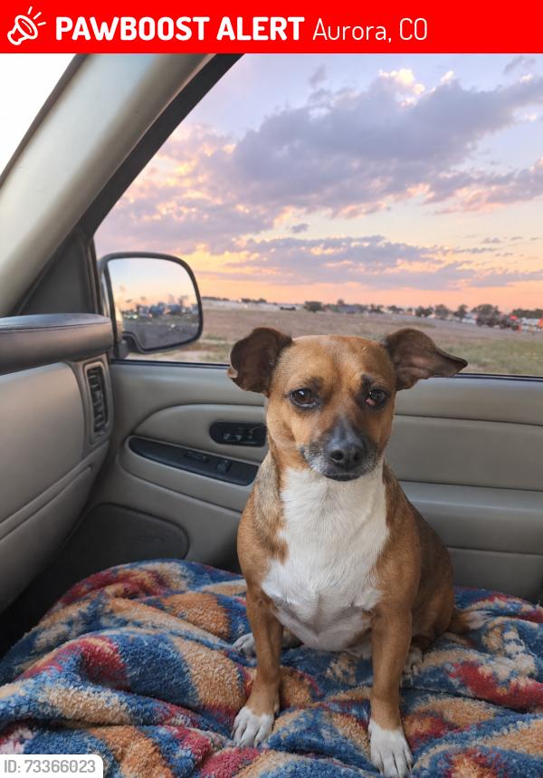 Lost Female Dog last seen Mississippi and Kalispell, Aurora, CO 80017