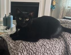 Lost Female Cat last seen Edgemoor Rd and Clinton Hwy, Powell, TN 37849