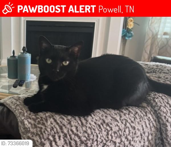 Lost Female Cat last seen Edgemoor Rd and Clinton Hwy, Powell, TN 37849