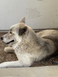 Found/Stray Male Dog last seen SkyMesa & Juniper flts, Homeland, CA 92548