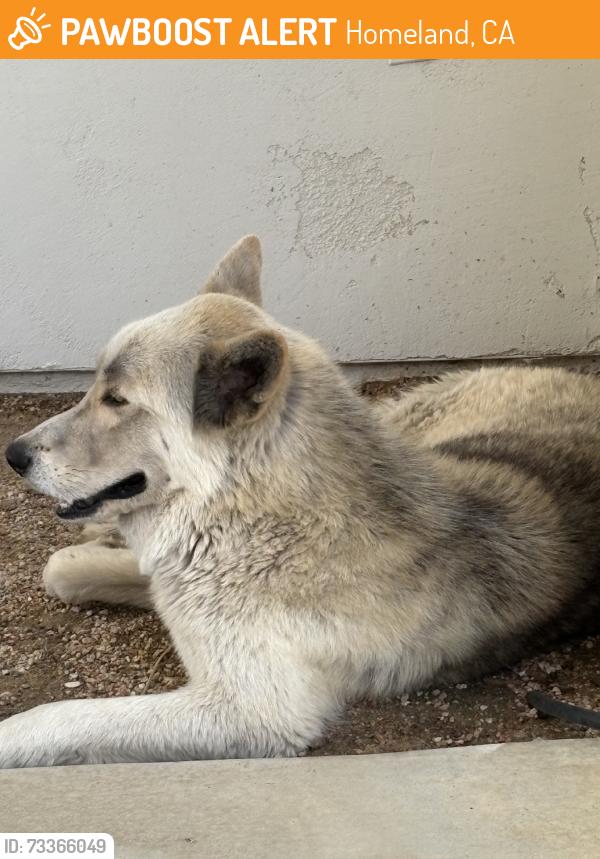 Found/Stray Male Dog last seen SkyMesa & Juniper flts, Homeland, CA 92548