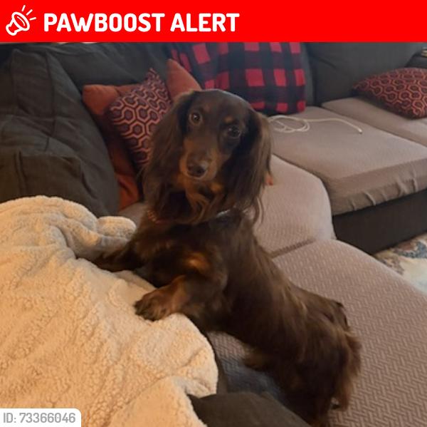 Lost Female Dog last seen Centre St./South Orange Ave, South Orange Village, NJ 07079