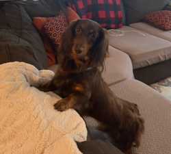 Lost Female Dog last seen Centre St./South Orange Ave, South Orange Village, NJ 07079