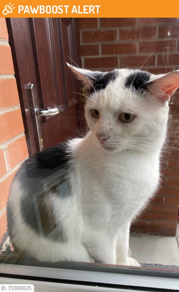 Found/Stray Unknown Cat last seen Bridgman st, Greater Manchester, England BL3