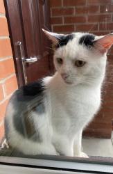 Found/Stray Unknown Cat last seen Bridgman st, Greater Manchester, England BL3