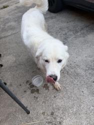 Found/Stray Female Dog last seen Sappington/Garland/Lackland, Fort Worth, TX 76116