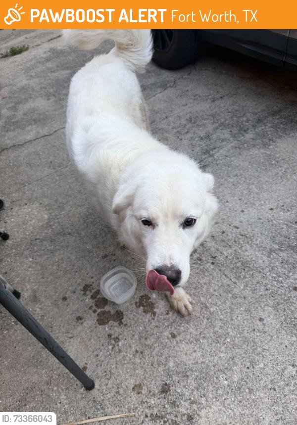 Found/Stray Female Dog last seen Sappington/Garland/Lackland, Fort Worth, TX 76116