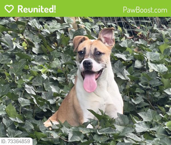 Reunited Female Dog last seen Mayfair neighborhood, off Brumbelow Rd., near Newtown Park, Alpharetta, GA 30022