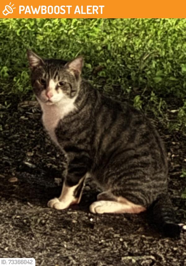 Found/Stray Unknown Cat last seen Publix plaza Lake Worth Rd and Hadjes, Palm Beach County, FL 33467