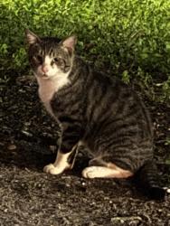 Found/Stray Unknown Cat last seen Publix plaza Lake Worth Rd and Hadjes, Palm Beach County, FL 33467