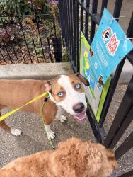 Found/Stray Unknown Dog last seen OTR, I put him in the dog park at Washington park, Cincinnati, OH 45202