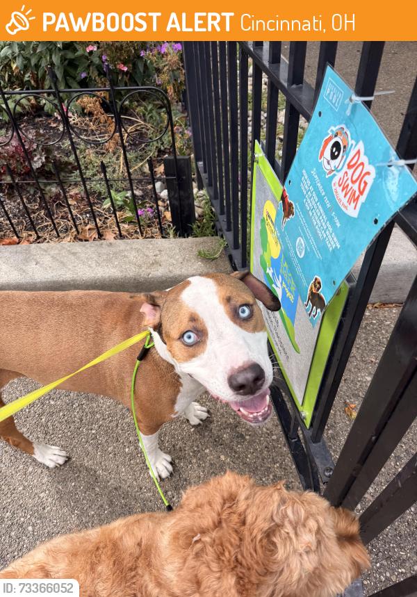 Found/Stray Unknown Dog last seen OTR, I put him in the dog park at Washington park, Cincinnati, OH 45202
