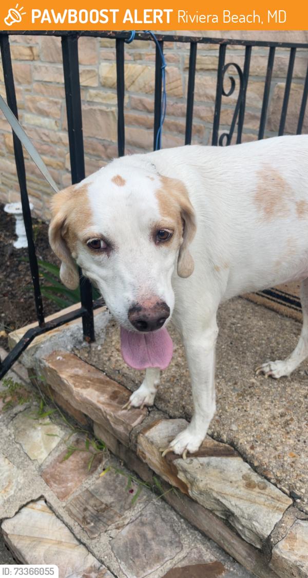 Found/Stray Female Dog last seen Kenwood road Pasadena Md, Riviera Beach, MD 21122