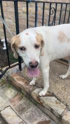 Found/Stray Female Dog last seen Kenwood road Pasadena Md, Riviera Beach, MD 21122