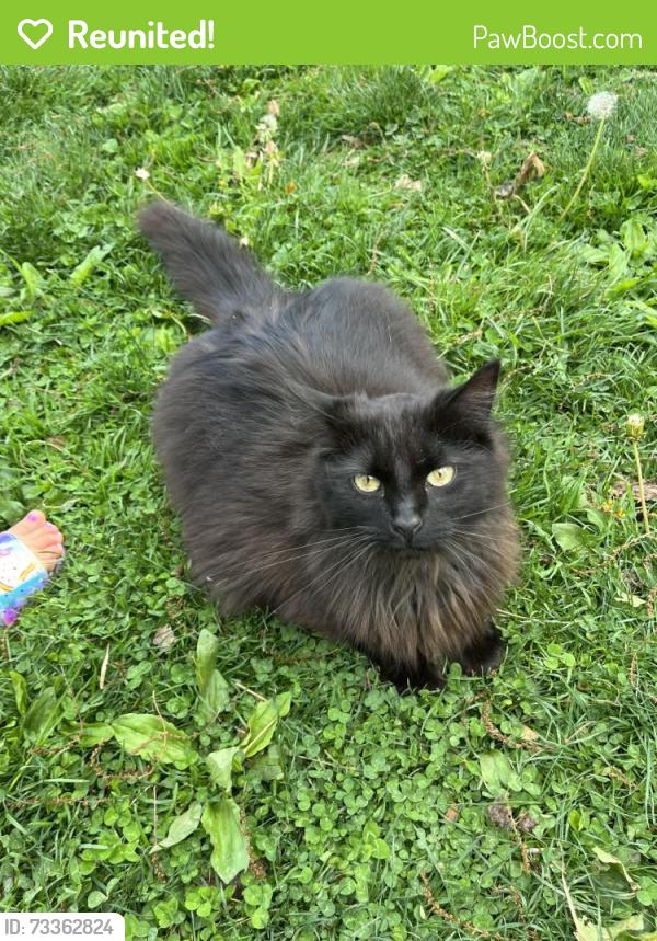 Reunited Male Cat last seen Old commons rd, Lower Windsor Township, PA 17366