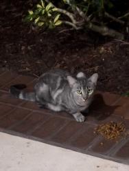 Found/Stray Male Cat last seen Country Club Plaza, near Bank of America, Hialeah, FL 33012