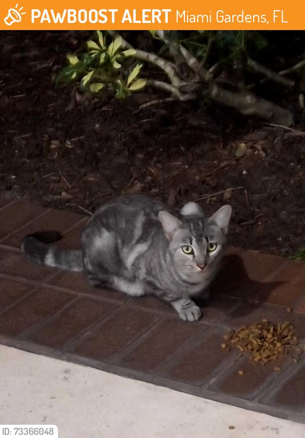 Found/Stray Male Cat last seen Country Club Plaza, near Bank of America, Hialeah, FL 33012